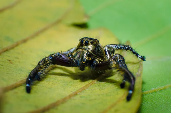 Ein männlicher Schwerspringer (hyllus) — Stockfoto