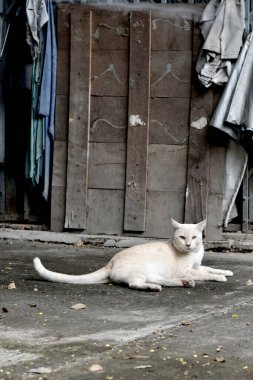 Kedi ahşap ve kumaş arkaplan ile yere yattı (vintage renk biçimi)