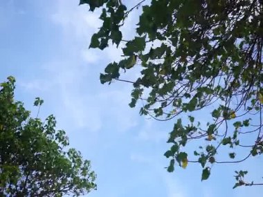 Mavi gökyüzü arkaplanlı siluet ağaç gölgeliği