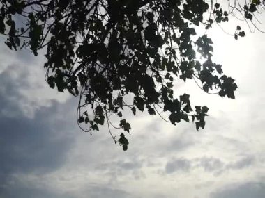 Siluet ağacı, bulutlu gökyüzü ve güneşli.