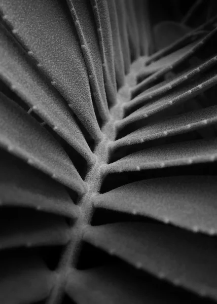 Fond abstrait, Plante en noir et blanc — Photo