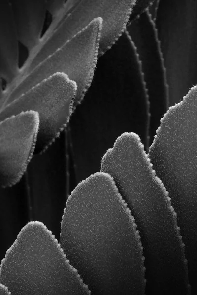 Fond abstrait, Plante en noir et blanc — Photo