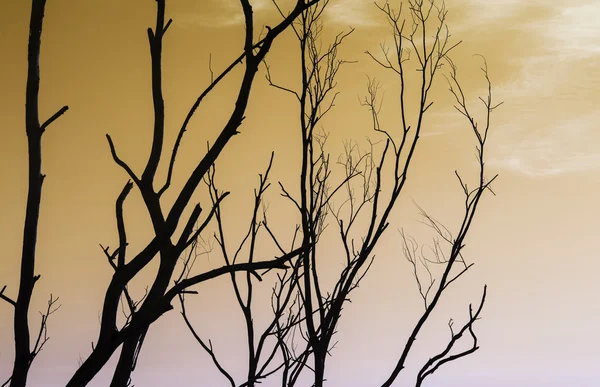 Silueta de árbol seco con cielo — Foto de Stock