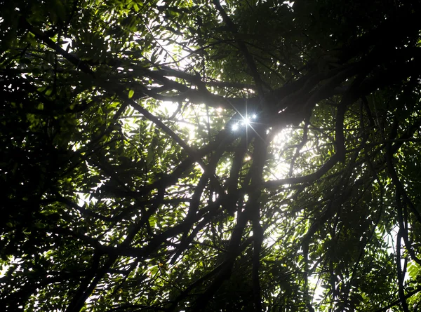 La luz del sol brilla con el árbol de silueta — Foto de Stock