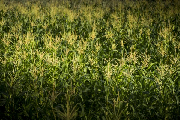 Granja de maíz, Agricultura en Tailandia — Foto de Stock
