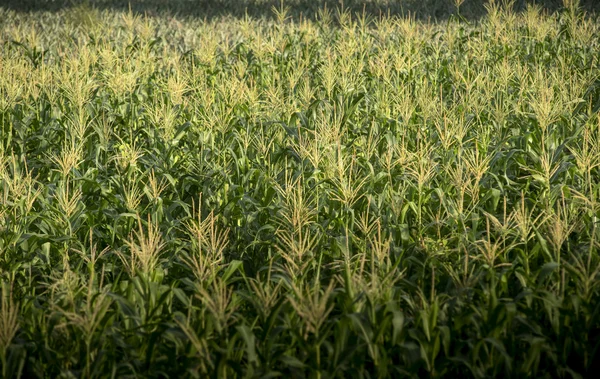 Granja de maíz, Agricultura en Tailandia — Foto de Stock