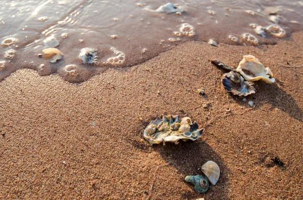 Seashell en la playa — Foto de Stock