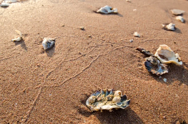 Seashell sulla spiaggia — Foto Stock