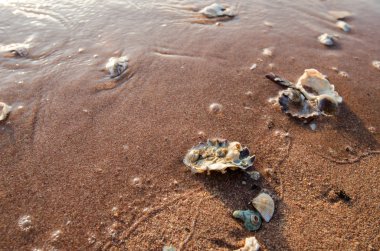Deniz kabuğu Plajı