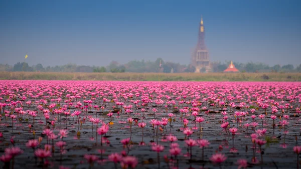 Mar de rosa Lótus, Nong Han, Udon Thani, Tailândia — Fotografia de Stock