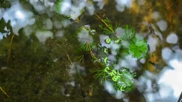 4K UHD Time lapse de poissons guppy dans la piscine avec panoramique numérique — Video