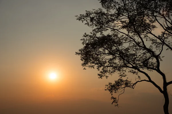 Silhouette di grande albero con sfondo cielo tramonto — Foto Stock