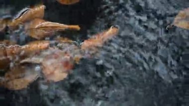 Havuza dökülen su ile suda kurutulmuş yaprakları