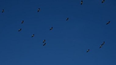 Ağaç siluet ve uçan kuş günbatımı gökyüzü