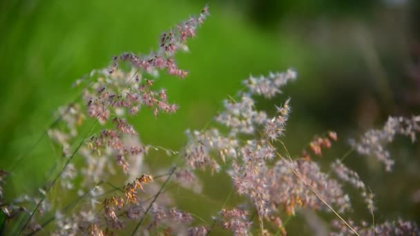 Fiore erba movimento dal vento con sfondo verde sfocato — Video Stock