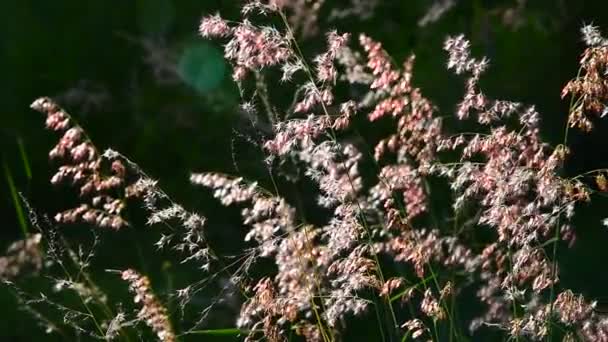 Movimento de grama flor pelo vento com fundo borrado verde — Vídeo de Stock