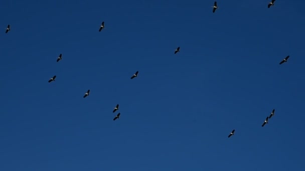Ciel couchant avec silhouette d'arbre et vol d'oiseau 