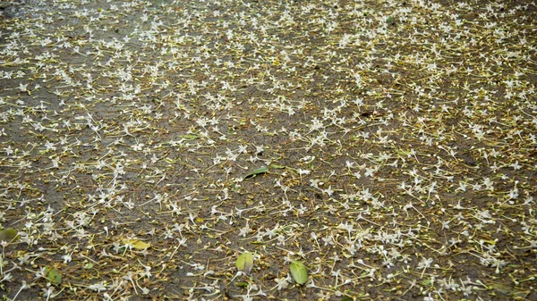 Cork ağaç çiçek zeminde — Stok fotoğraf