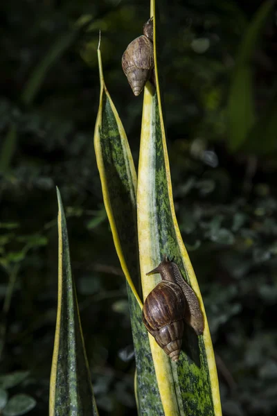 Gastropod on plant in garden — Stock Photo, Image