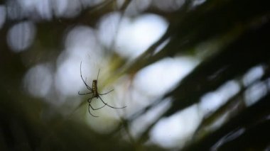 Dev ahşap örümcekler (Nephila maculate)