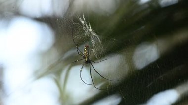 Örümcek ağı (Nephila maculate dev ahşap örümcekler)