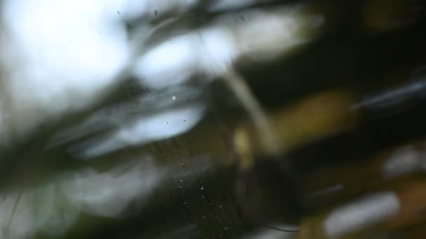 Araignées géantes en bois sur toile d'araignée (Nephila maculate ) — Video