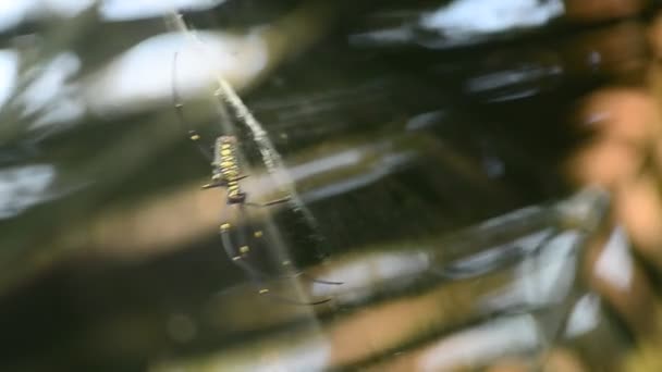 Гигантские деревянные пауки на паутине (Nephila maculate ) — стоковое видео
