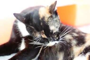 Yolunu yitirmek kedi yalama