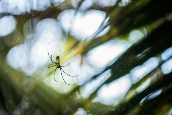 巨大な木の蜘蛛 (ジョロウグモ真っ白) — ストック写真