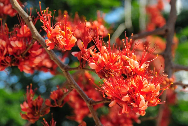 Bonita flor roja floreciendo en el árbol, Flor de fuego de Pakistán —  Fotos de Stock