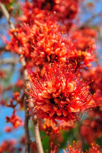 Flor vermelha agradável florescendo na árvore, fogo da flor de Paquistão — Fotografia de Stock