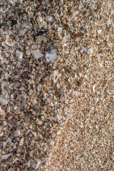 Sabbia con conchiglia in spiaggia — Foto Stock