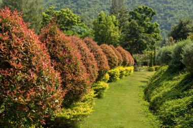 Güzel bahçe peyzaj 