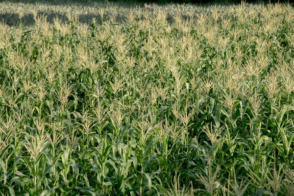 Granja de maíz, Agricultura en Tailandia — Foto de Stock