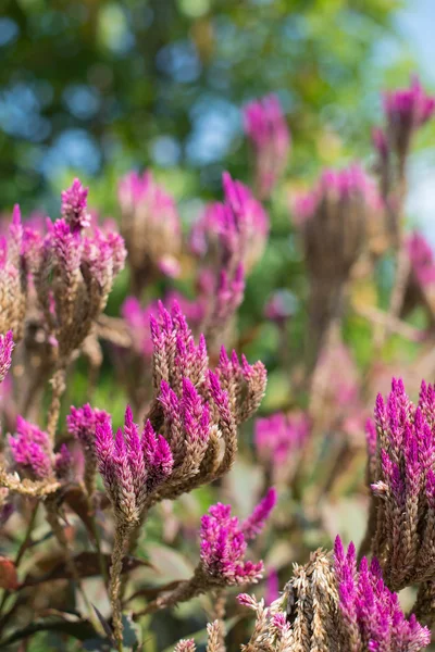 Fjäderprydda tuppkammar blomsterträdgård — Stockfoto