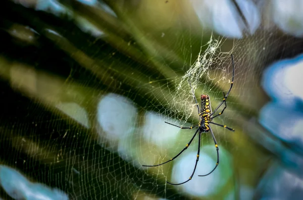 Obří pavouci dřevo (Nephila maculate) — Stock fotografie