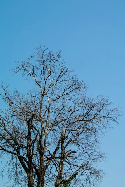 Árvore seca com céu — Fotografia de Stock