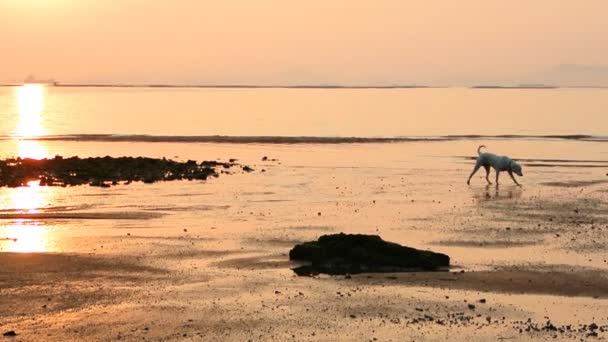 Gün batımı zamanda deniz kenarında yürüyen köpek — Stok video