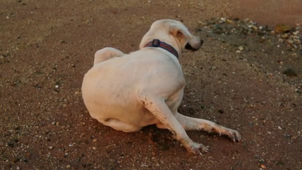 Scratching dog at beach — Stock Video