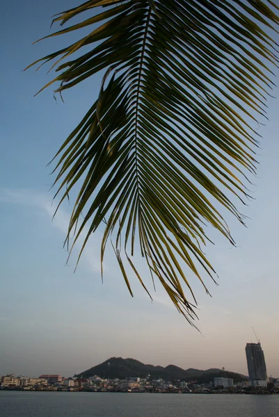 Coconut leaf and sea with Sriracha city background — Stock Photo, Image