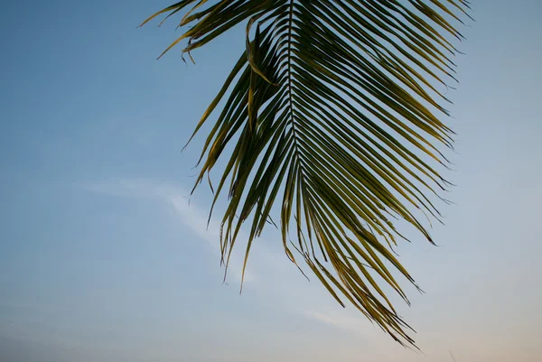 Foglia di cocco con sfondo cielo chiaro — Foto Stock