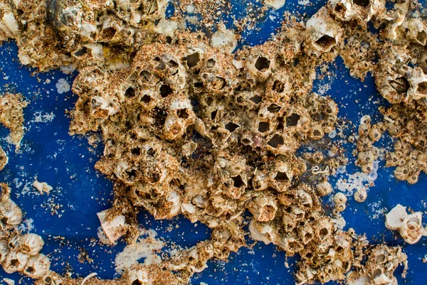 プラスチック基板上の貝殻 — ストック写真