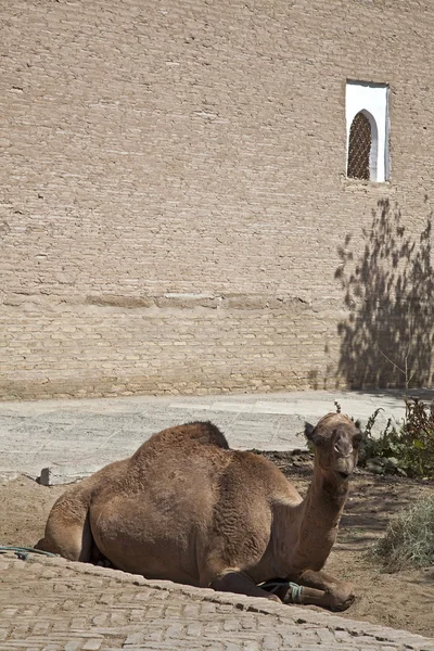 Uzbequistão, o camelo — Fotografia de Stock