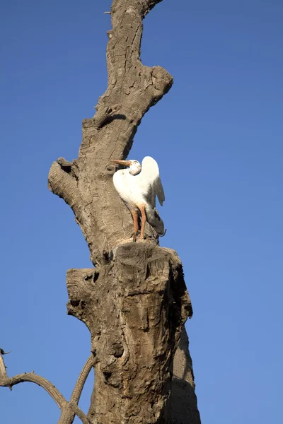 Аист на дереве — стоковое фото