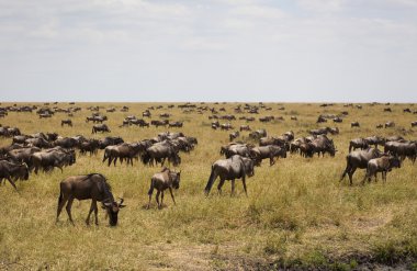 Kenya (connochaetes taurinus mavi wildebeest)