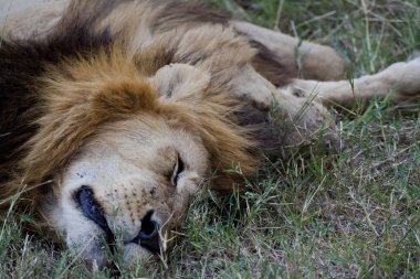 Kenya Afrika aslanı