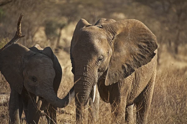 Elefante africano em kenia — Fotografia de Stock
