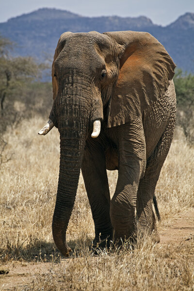 African elephant in Kenia (Loxodonta Africana)
