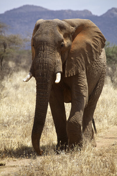 African Elephant in Kenia (loxodonte Africana)