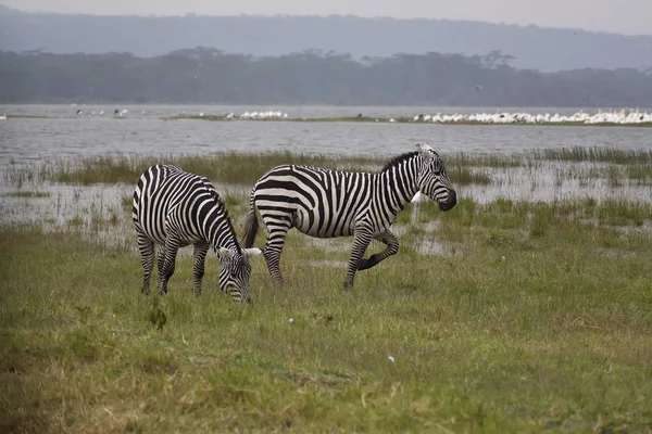 Zebra em kenia — Fotografia de Stock